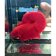 ikan cupang HMPK super red vvip kontes GRED A++. jantan / male .since dewasa indukan
