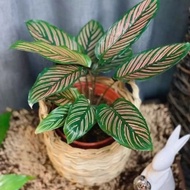 Factory direct sales Calathea Ornata Sanderiana Prayer Plant Rare Variety