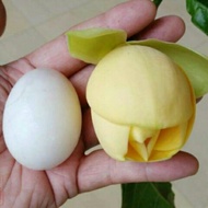 Pokok bunga cempaka telur kuning(wangi)