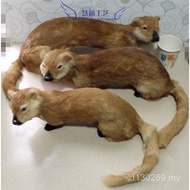 Wild Wolf Crafts Animal Props Weasel Wolf Simulation Equipment Film Television Simulation Teaching W