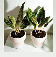 Aglaonema Dona Carmen with FREE plastic pot, pebbles and garden soil (Rare Plant and Limited Stock)