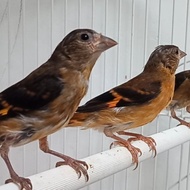 red Siskin klasik Sepasang paud