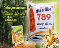 เมล็ดพันธุ์ ข้าวโพดเลี้ยงสัตว์ 789แปซิฟิค ถุง 5 กก  สีสวย ได้ผลผลิตสูง ฟักใหญ่ แกนลึก สีส้มแสด 3 หุน