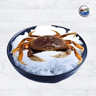 Live Dungeness Crab 900g +/-