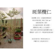 心栽花坊-斑葉欖仁/8吋/觀葉植物/綠籬植物/綠化植物/售價1600特價1400