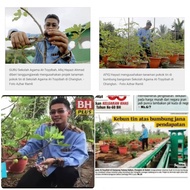 CUTTING POKOK TIN IRAQI