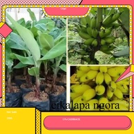 Benih pohon pisang lampung