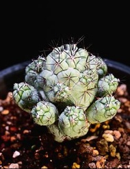 397 帝王丸　Ortegocactus macdougallii  / 塊根植物 Caudex / 龜甲龍、索馬里葡萄甕、念珠橄欖都有賣
