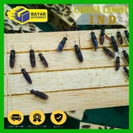 Bsf Maggot Laying Eggs