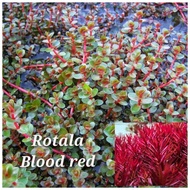 Rotala blood red aquatic plants 3pcs