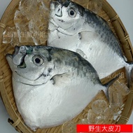 【海鮮7-11】 野生皮刀魚   2隻/包  ◎台灣海域新鮮捕撈上岸！ ◎肉質鮮甜、細軟 **單包120元**