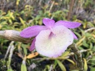 【原生種】超大株~紅貝殼石斛 Den. premulinum