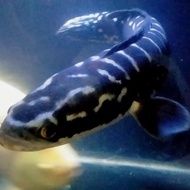 New Murah Hiasan Aquarium Ikan Channa Toman Ikan Hias Ikan Predator