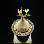 SG2682-銀葉睡布袋優選株🔥多肉植物小盆栽禮物🔥