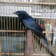 Promo burung srigunting hitam gacor