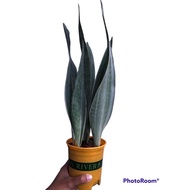 Sansevieria Sayuri (Metallica / Silver Siam) - Rare plant (3 in 1)