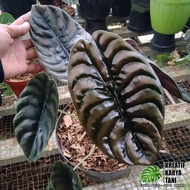 Hot Sale........!!! Tanaman Hias Alocasia Cuprea Tengkorak - Alocasia