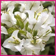 ◫ ♣ ✒ Bougainvillea stem cuttings Flower