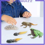 [Lzdhuiz2] Frog Toy Life Cycle, Science Teaching Materials, Animal Growth Cycle Set