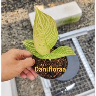 Aglaonema Golden Hope Asal Anak Samping