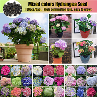 [Easy To Grow In Malaysia] Hydrangea Flower Seed for Planting (50 Seeds/pack) 绣球花 Hydrangea Plant Seed Pokok Bunga Hiasan Benih Bunga Pokok Bunga Hidup Flower Plant Seeds Indoor Plants Real Live Plants Outdoor Vegetable Seeds Bonsai Tree Live Air Plant