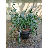 Ophiopogon Curly #15433