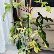 Philodendron Florida Beauty