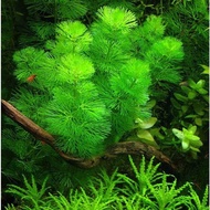 [WATER Leaf] Green Arhat Seaweed - No Co2 Needed, Healthy and Beautiful