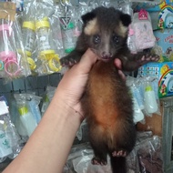 baby musang bulan