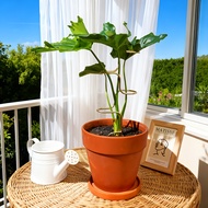 Indoor Plant Support - Durable Metal Garden Stake For Flowers And Herbs - 12.6 Inches (about 32cm) G