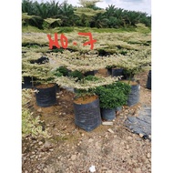 GPS Green Plant Society Live Tree Bucida Variegated 3 Layer