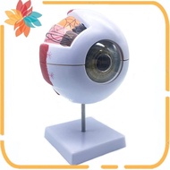 6X Enlarged Human Eye Anatomical Model,Anatomically Accurate Eye Model Human Eye Anatomy for Science