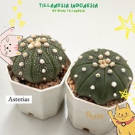 READY STOCK Astrophytum asterias V Type, Super Kabuto, Nudum - Cactus