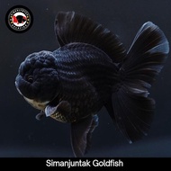 ikan mas koki black jumbo / oranda black indukan