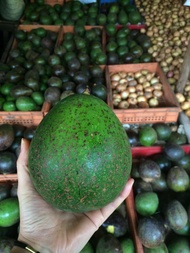 พร้อมส่ง(10KG) อโวคาโด้บัคคาเนียร์ บูส 7 พิงค์เคอตัน avocado🥑 (ถูกกว่า) สด ใหม่ จาก ฟาร์ม ทุกวัน ขาย