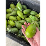 fragrance Lemon  Perfume Lemon 无籽香水柠檬 手打柠檬(1KG)