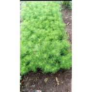Fountain cypress tree ornamental plant