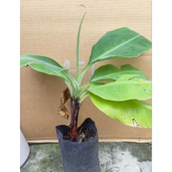 POKOK PISANG CAVENDISH RENDAH ANAK POKOK TINGGI 2KAKI