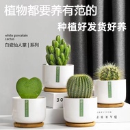 Cactus Potted Plant Indoor Flower Cactus Computer Desktop Green Plant Cute Succulent Plant Bonsai 12