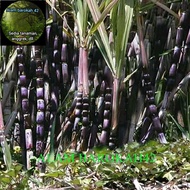 Bibit Tebu hitam/tebu ireng