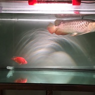 Ikan arwana golden red RTG 40cm badan tebel