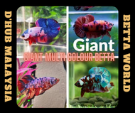 DHub GIANT Multi Colour Giant Betta  / Ikan Laga Multi Colour GIANT Betta