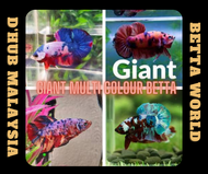 RFA (Junior) GIANT Multi Colour Giant Betta / Ikan Laga Multi Colour GIANT Betta