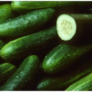 Benih Timun Jepun - Japanese Cucumber Seeds - 4 seeds ¦ 16 seeds ¦ 55 seeds F1 Hybrid