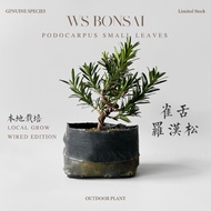 Podocarpus small leave breed, wired trunk 雀舌罗汉松 主杆有造型