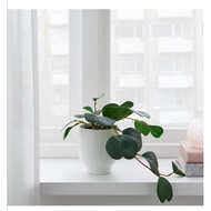 New FEJKA Artificial potted plant, in/outdoor hanging/Peperomia 9 cm