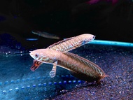 Channa Bleheri 4inci [READY STOCK][FAST SHIPPING] Ikan Hiasan Akuarium - Rainbow snakehead/ 七彩雷龙/ Haruan/ Toman 多曼观赏鱼