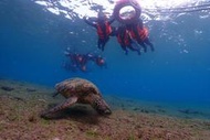 小琉球熊潛水-小琉球與海龜共遊浮潛體驗
