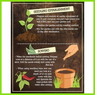 ◴ ◊ SILING LABUYO PLANT SEEDS