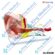LATEST Middle Ear Props Model GL 8303 B GL 8303B